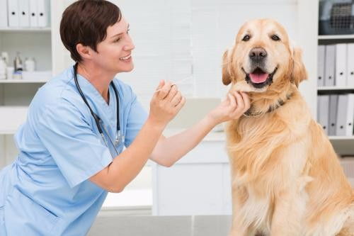 深圳福田區下沙夜間營業寵物醫院急診服務指南