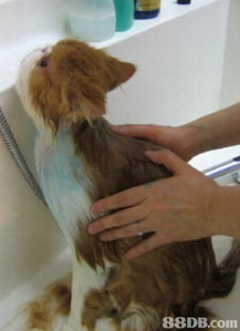 Pattyhouse Premium Pet Products 全方位寵物美容與護理解決方案