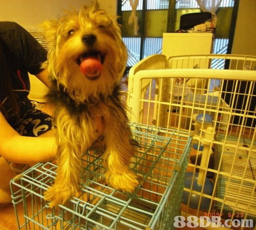 Cindy Pet Beauty 專業上門寵物美容服務，讓愛寵享受尊貴體驗