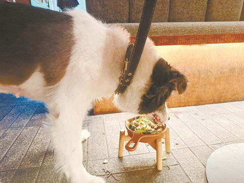 成都寵物友好餐廳受歡迎，合理分區(qū)促包容互不打擾