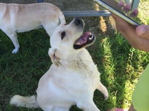 東恒時代家庭式寄養 為寵物狗狗打造長期假日養老家園的北京專業服務
