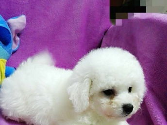 深圳寵物美容服務 專業呵護寵物的每一處細節