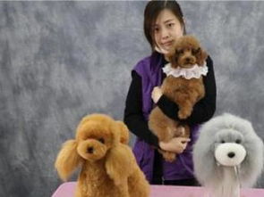 圖派多格 重慶寵物服務一站式解決方案