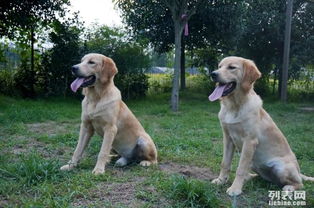 哆咭屋西南可視化度假式寵物寄養(yǎng) 為愛(ài)寵打造安心舒適的度假體驗(yàn)