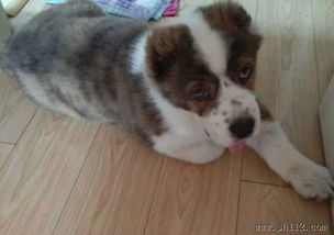 專業(yè)寵物寄養(yǎng)服務(wù) Amy寵物，全市接送無(wú)憂