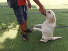 重慶洪湖寵物服務(wù) 為您的愛(ài)寵提供全方位專業(yè)呵護(hù)