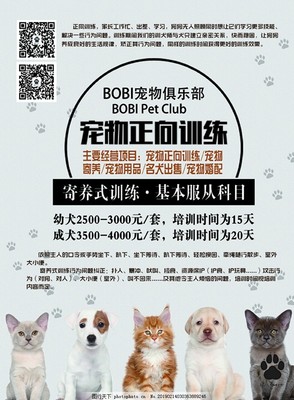 寵愛(ài)無(wú)限，服務(wù)無(wú)憂——新店開(kāi)業(yè)，專為愛(ài)寵而來(lái)！