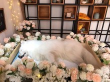 保定寵物服務(wù)機(jī)構(gòu) 全方位守護(hù)您的愛(ài)寵健康與幸福