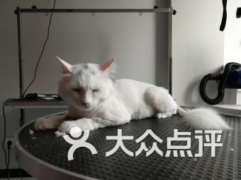 密云區寵物食品用品與寵物服務全攻略